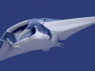Manta Ray 3D model buy