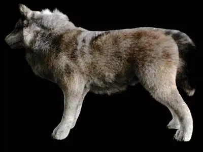 Lobo con piel realista  Low-poly 3D model