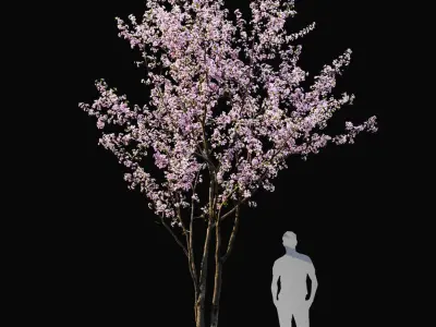  Cherry flowering Pack #1 