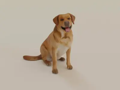 Labrador Retriever  3D model