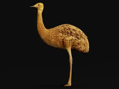 Bengal florican Bird Low-poly 3D model