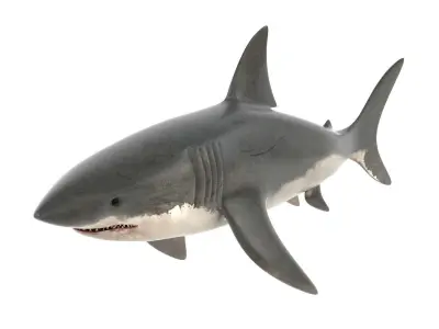 Great White Shark 3D model 4