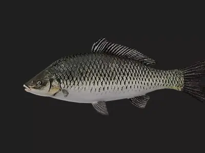 Carp fish Low-poly 3D model