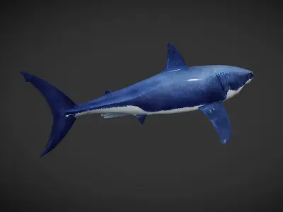 Shark great Low-poly 3D model get