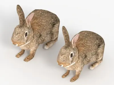 Rigged Rabbit Low-poly 3D model