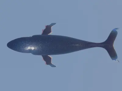 Humpback Whale Low-poly 3D model buy