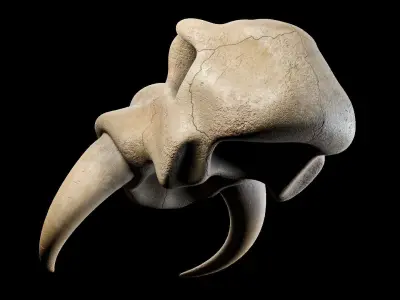 Skull Set mammoth Low-poly 3D model