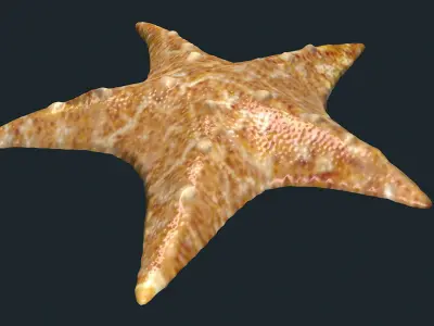 fish Sea Stars Pentagrams sea creatures animals ocean 3D model