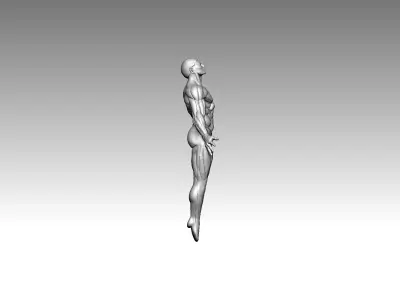3D Model  Anatomy  Human 3D print model