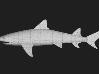 Shark Low-poly 3D model 10