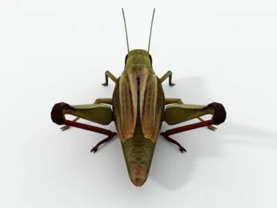 Grasshopper Low-poly 3D model get