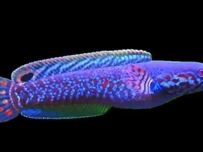 Purple Channa 3D model