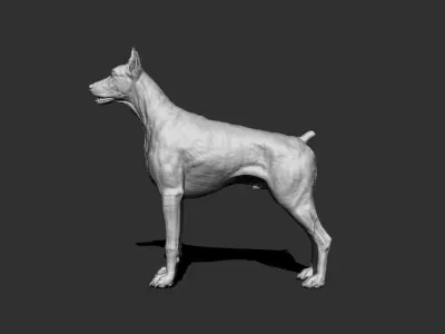 Doberman Dog 3D model