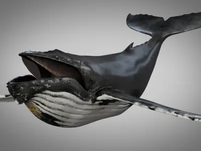 Humpback Whale 3D model shop