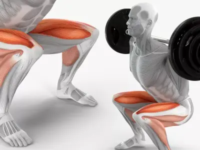 Male Muscular System Anatomy Squats Exercise 3D model purchase