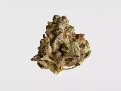 Realistic Cannabis Bud 03 3D model