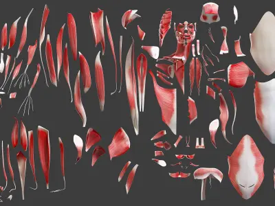 Full Asian Female Anatomy Rigged 3D model