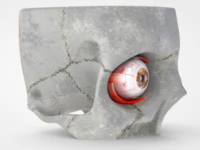  Eye With Anatomical Cross-Section 