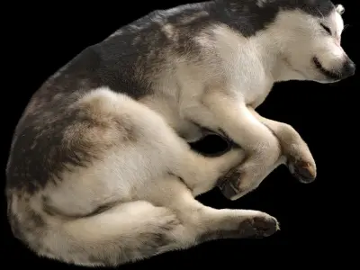 Dog - Husky 3D model