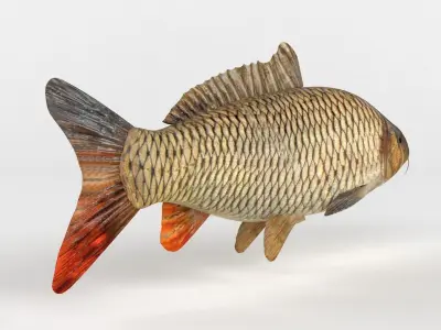 Carp Fish 3D model shop