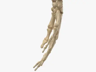 Real Human Hand Ulna and Radius Bones Anatomy 01 3D model