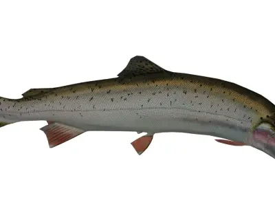 Trout rainbow Low-poly 3D model