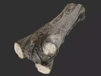 Piece of sawn tree wood 3d scan in highpoly 3D model