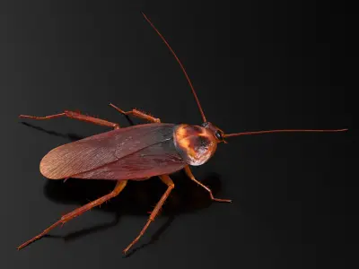  Rigged Animated Cockroach Collection for Cinema 4D 