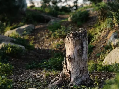  Medium Broken Bare Decaying Burly Stump Model 