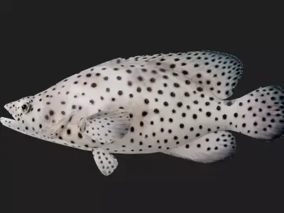 Grouper Low-poly 3D model shop