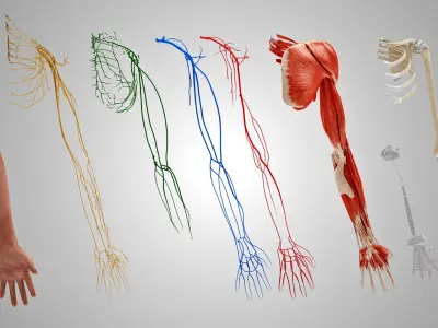 Complete Human Arm Anatomy 3D model
