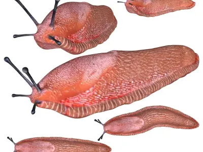 Slug Snail Low-poly 3D model