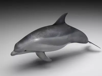 Dolphin Bottlenose 3D model purchase