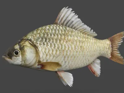 Carp Fish 3D model purchase