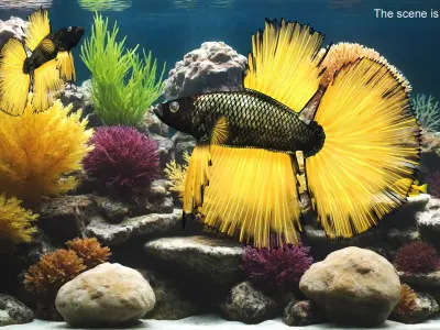  Betta Fish Aquarium Pet Rigged for Cinema 4D 