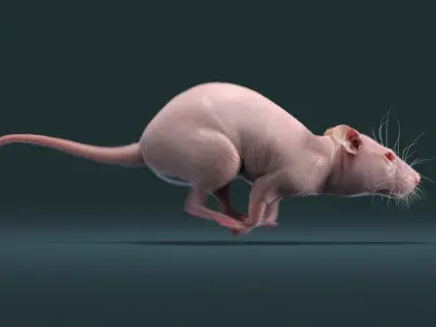  Rat Hairless Animated 