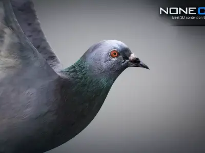 Animated Rock Dove by NoneCG Free 3D model
