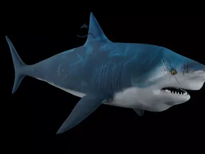 Bull shark 3D model