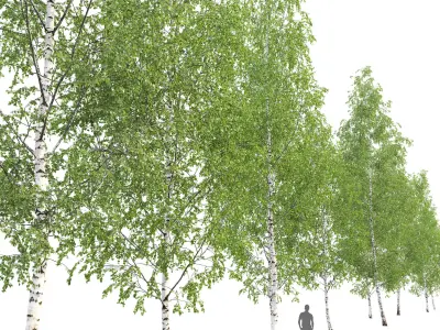 Birch forest part 12 3D model