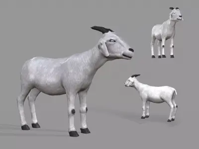 White Goat Low-poly 3D model