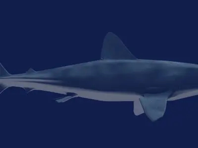 Shortfin Mako  3D model