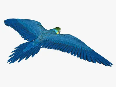 Macaw ANIMATED 3D model