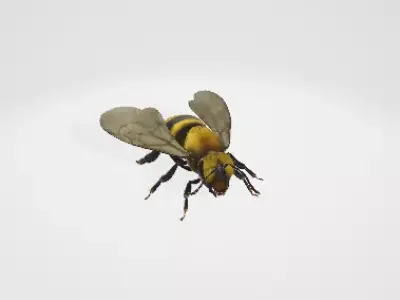 Bee 3d model riged 3D model