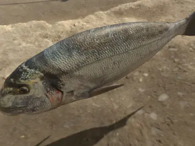Gilthead Sea Bream Photorealistic fish model rigged animated Low-poly 3D model