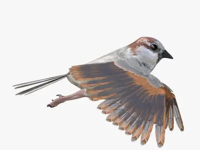 Sparrow Bird Rigged 3D model