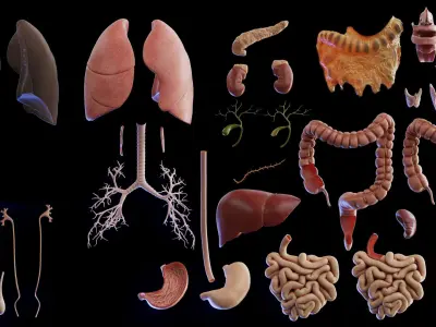 Human Male Organs 3D model