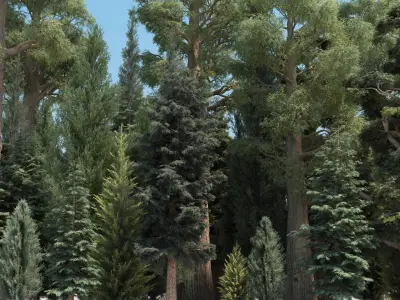 40 Conifer Trees with snow 3D model