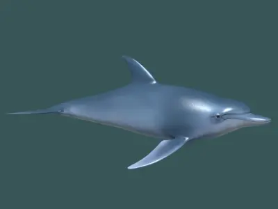 Dolphin - 3D model