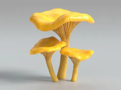  Chanterelle Mushrooms 