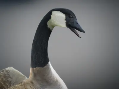 Animated Canada Goose 3D model